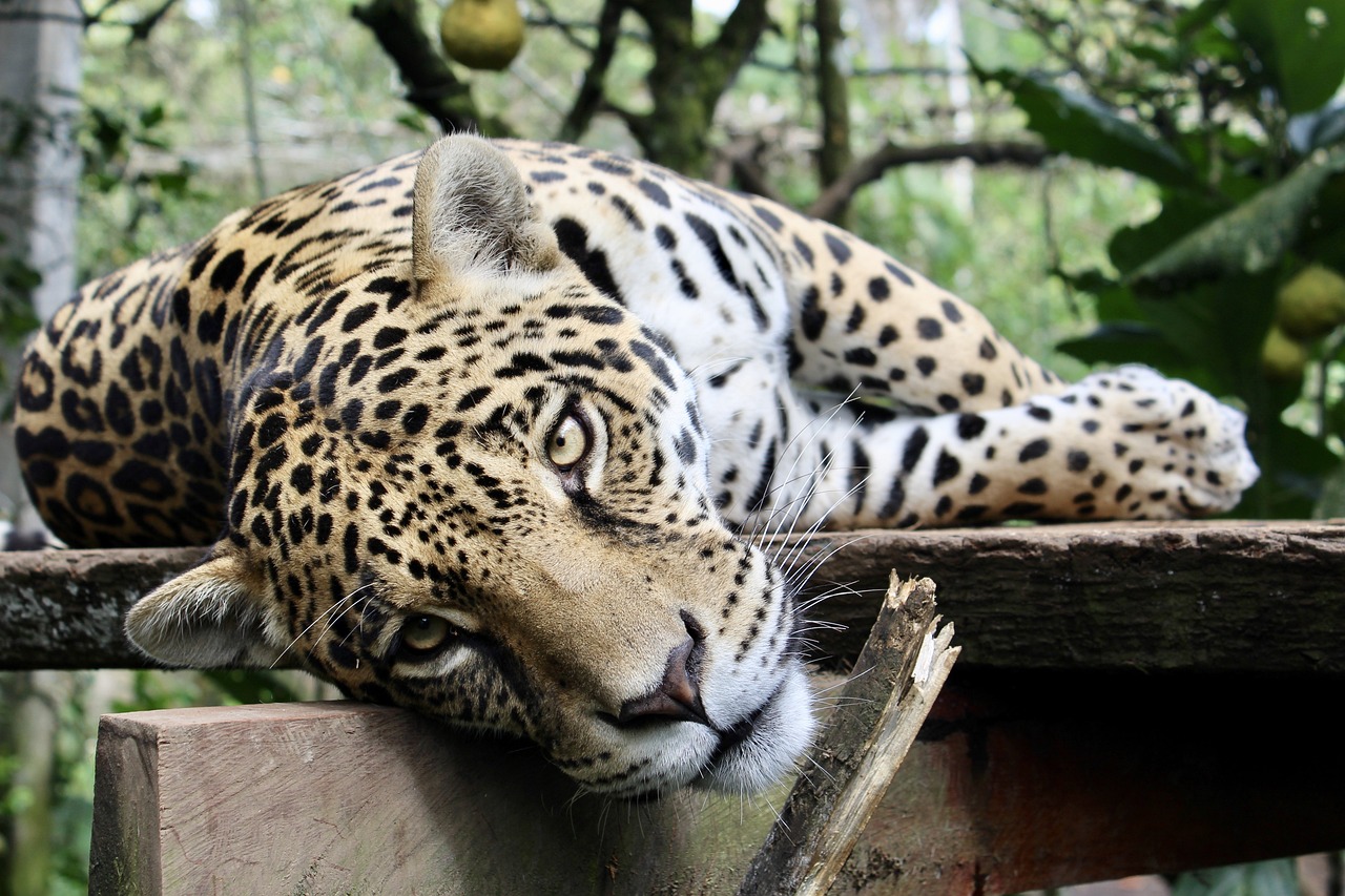 jaguar, feline, animal
